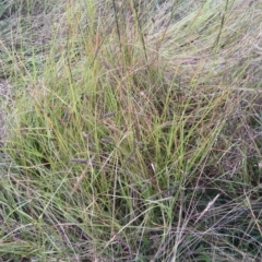 Sporobolus creber at Jerrabomberra, ACT - 18 Mar 2022