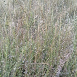 Sporobolus creber at Jerrabomberra, ACT - 18 Mar 2022