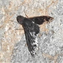 Anthrax maculatus (A bee fly) at Namadgi National Park - 18 Mar 2022 by JohnBundock