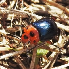 Calomela moorei (Acacia Leaf Beetle) at Namadgi National Park - 17 Mar 2022 by JohnBundock