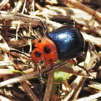 Calomela moorei (Acacia Leaf Beetle) at Namadgi National Park - 17 Mar 2022 by JohnBundock