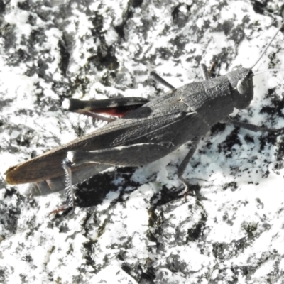 Cirphula pyrrhocnemis (Variable Cirphula) at Namadgi National Park - 18 Mar 2022 by JohnBundock