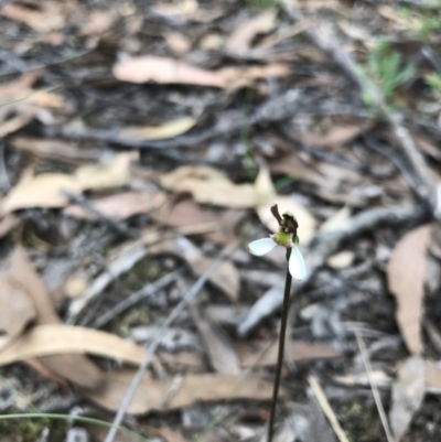 Eriochilus cucullatus (Parson's Bands) at O'Connor, ACT - 18 Mar 2022 by chromo