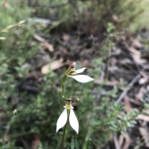 Eriochilus cucullatus at O'Connor, ACT - suppressed