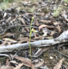 Eriochilus cucullatus at O'Connor, ACT - suppressed