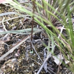 Eriochilus cucullatus at O'Connor, ACT - suppressed