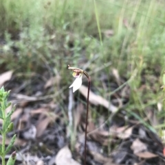 Eriochilus cucullatus at O'Connor, ACT - suppressed