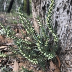 Melichrus urceolatus (Urn Heath) at Bruce Ridge - 18 Mar 2022 by chromo