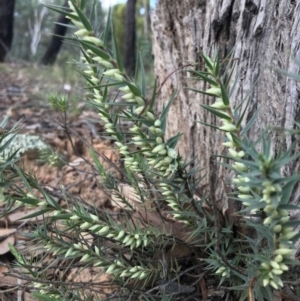 Melichrus urceolatus at O'Connor, ACT - 18 Mar 2022