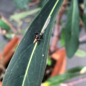 Opisthoncus grassator at Reid, ACT - 14 Mar 2022