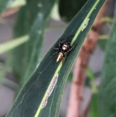 Opisthoncus grassator at Reid, ACT - 14 Mar 2022