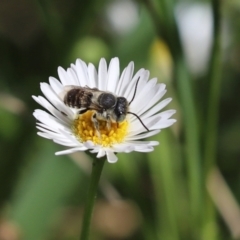 Megachile (Eutricharaea) serricauda (Leafcutter bee, Megachilid bee) at Kaleen, ACT - 11 Mar 2022 by Tammy