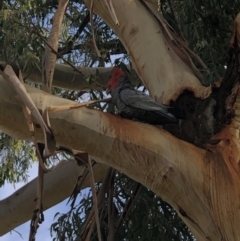 Callocephalon fimbriatum (Gang-gang Cockatoo) at Deakin, ACT - 15 Jul 2021 by mgannon