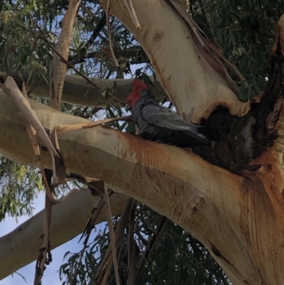 Callocephalon fimbriatum (Gang-gang Cockatoo) at Deakin, ACT - 15 Jul 2021 by mgannon