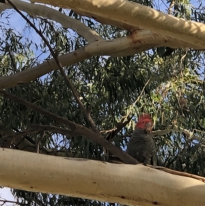 Callocephalon fimbriatum at Deakin, ACT - 15 Jul 2021