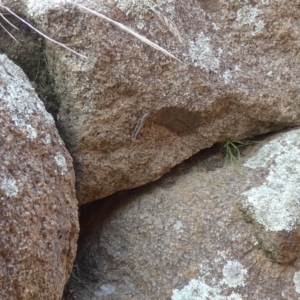 Coryphistes ruricola at Jindabyne, NSW - suppressed