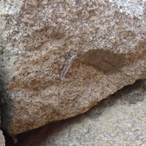 Coryphistes ruricola at Jindabyne, NSW - 12 Mar 2022