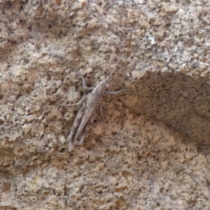 Coryphistes ruricola at Jindabyne, NSW - suppressed