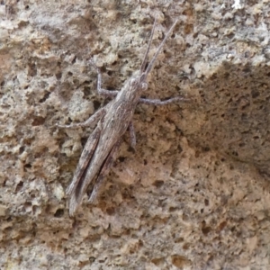 Coryphistes ruricola at Jindabyne, NSW - suppressed