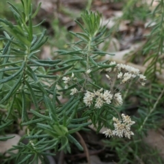 Cassinia aculeata subsp. aculeata (Dolly Bush, Common Cassinia, Dogwood) at Rugosa - 18 Mar 2022 by SenexRugosus
