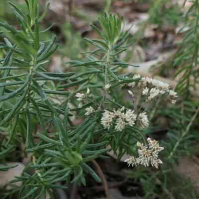 Cassinia aculeata subsp. aculeata (Dolly Bush, Common Cassinia, Dogwood) at Rugosa - 18 Mar 2022 by SenexRugosus