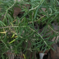 Cassinia aculeata subsp. aculeata at Yass River, NSW - 18 Mar 2022 03:42 PM