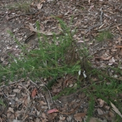 Cassinia aculeata subsp. aculeata at Yass River, NSW - 18 Mar 2022 03:42 PM