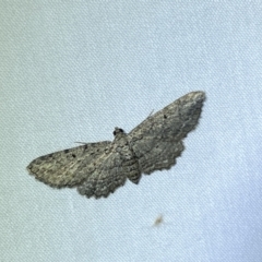 Psilosticha pristis (Little Brown Bark Moth) at Jerrabomberra, NSW - 18 Mar 2022 by SteveBorkowskis