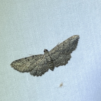 Psilosticha pristis (Little Brown Bark Moth) at QPRC LGA - 18 Mar 2022 by Steve_Bok