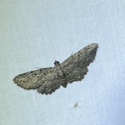 Psilosticha pristis (Little Brown Bark Moth) at Jerrabomberra, NSW - 18 Mar 2022 by SteveBorkowskis