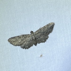 Psilosticha pristis at Jerrabomberra, NSW - 18 Mar 2022