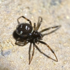 Steatoda capensis (South African cupboard spider) at Jerrabomberra, NSW - 18 Mar 2022 by SteveBorkowskis