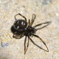 Steatoda capensis (South African cupboard spider) at Jerrabomberra, NSW - 18 Mar 2022 by Steve_Bok