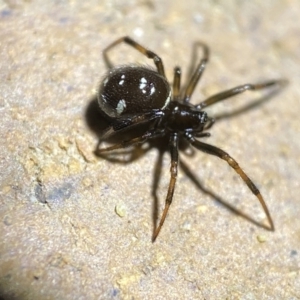 Steatoda capensis at Jerrabomberra, NSW - 18 Mar 2022