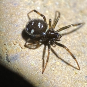 Steatoda capensis at Jerrabomberra, NSW - 18 Mar 2022