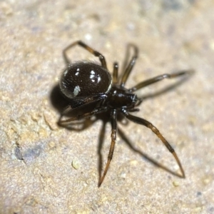 Steatoda capensis at Jerrabomberra, NSW - 18 Mar 2022