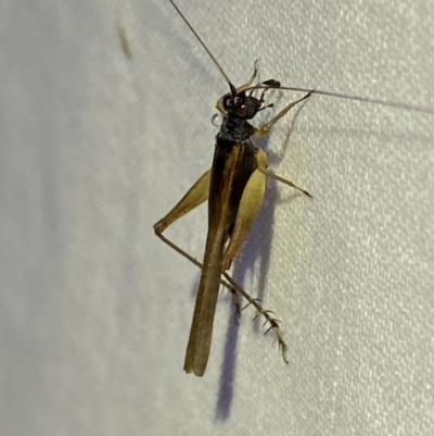 Trigonidium vittaticollis (A sword-tail cricket) at Jerrabomberra, NSW - 18 Mar 2022 by Steve_Bok