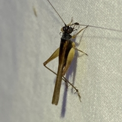 Trigonidium vittaticollis (A sword-tail cricket) at Jerrabomberra, NSW - 18 Mar 2022 by Steve_Bok