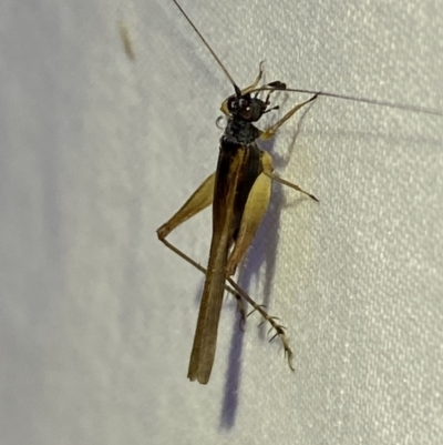 Trigonidium vittaticollis (A sword-tail cricket) at QPRC LGA - 18 Mar 2022 by Steve_Bok