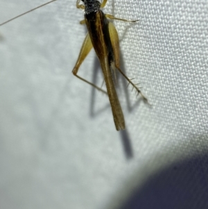 Trigonidium vittaticollis at Jerrabomberra, NSW - 18 Mar 2022