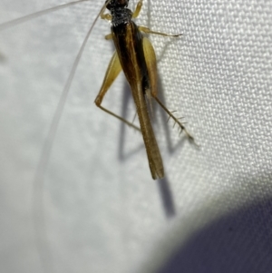 Trigonidium vittaticollis at Jerrabomberra, NSW - 18 Mar 2022