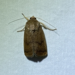 Helicoverpa (genus) (A bollworm) at Jerrabomberra, NSW - 18 Mar 2022 by Steve_Bok