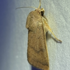 Helicoverpa (genus) at Jerrabomberra, NSW - 18 Mar 2022