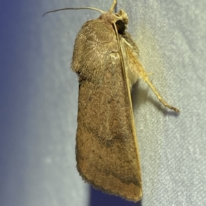 Helicoverpa (genus) at Jerrabomberra, NSW - 18 Mar 2022