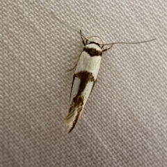 Stathmopodidae (family) (A Concealer moth) at Jerrabomberra, NSW - 18 Mar 2022 by SteveBorkowskis