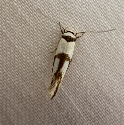 Stathmopodidae (family) (A Concealer moth) at QPRC LGA - 18 Mar 2022 by Steve_Bok