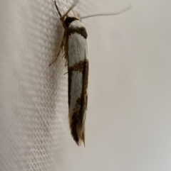 Stathmopodidae (family) at Jerrabomberra, NSW - 18 Mar 2022