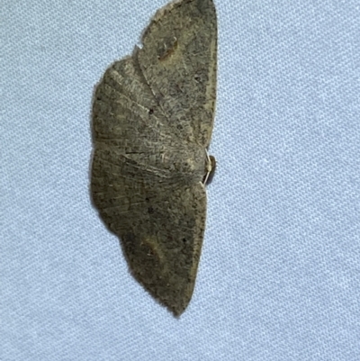 Casbia (genus) (A Geometer moth) at QPRC LGA - 17 Mar 2022 by Steve_Bok