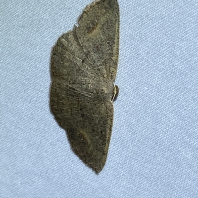 Casbia (genus) (A Geometer moth) at Jerrabomberra, NSW - 18 Mar 2022 by SteveBorkowskis