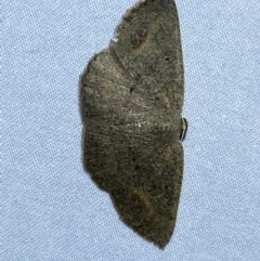 Casbia (genus) at Jerrabomberra, NSW - suppressed